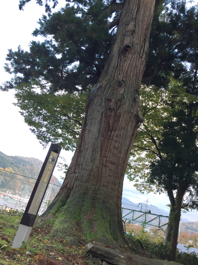 越後湯沢諏訪神社の大杉